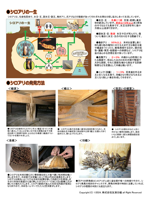 シロアリの一生