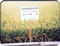 お米を作る田んぼ