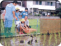 アイガモさんがんばって！