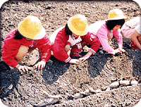 レンコンづくり